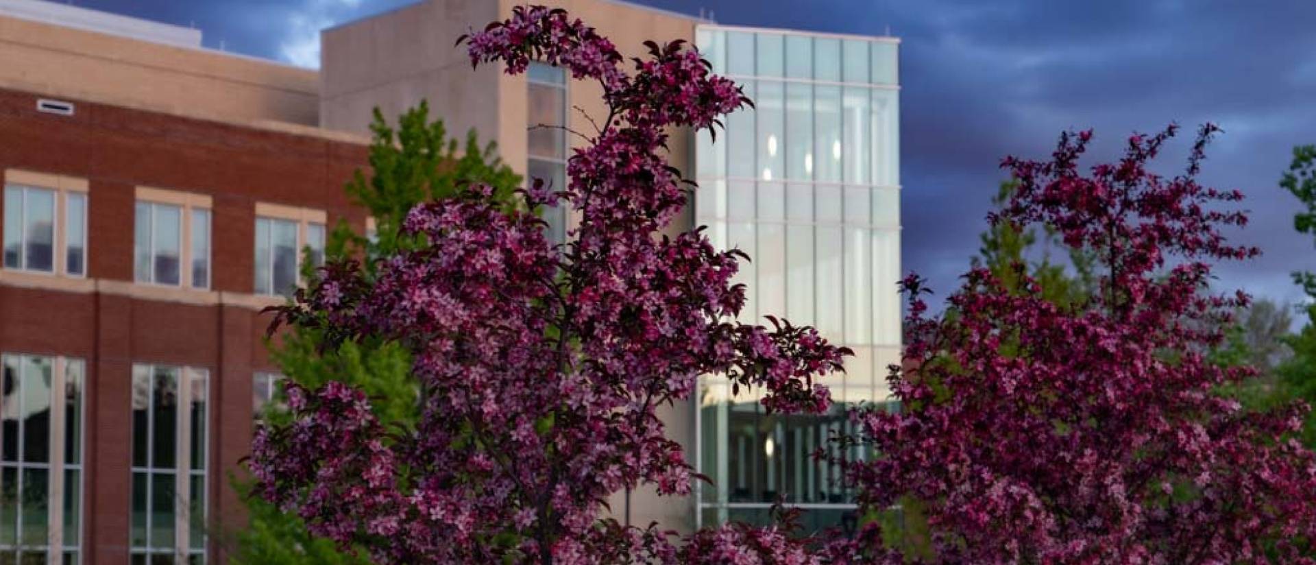 Flowering trees with Centennial Hall in background