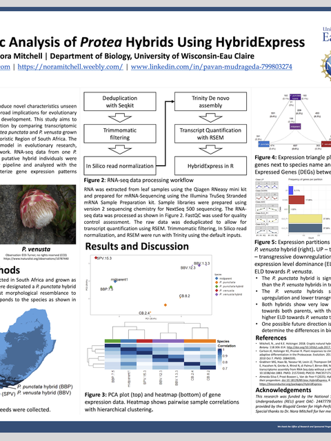 Screenshot of REU poster: Transcriptomic Analysis of Protea Hybrids Using HybridExpress