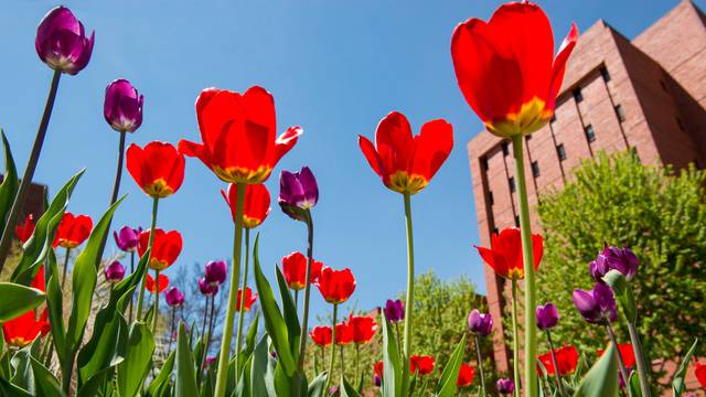 spring flowers in bloom on campus
