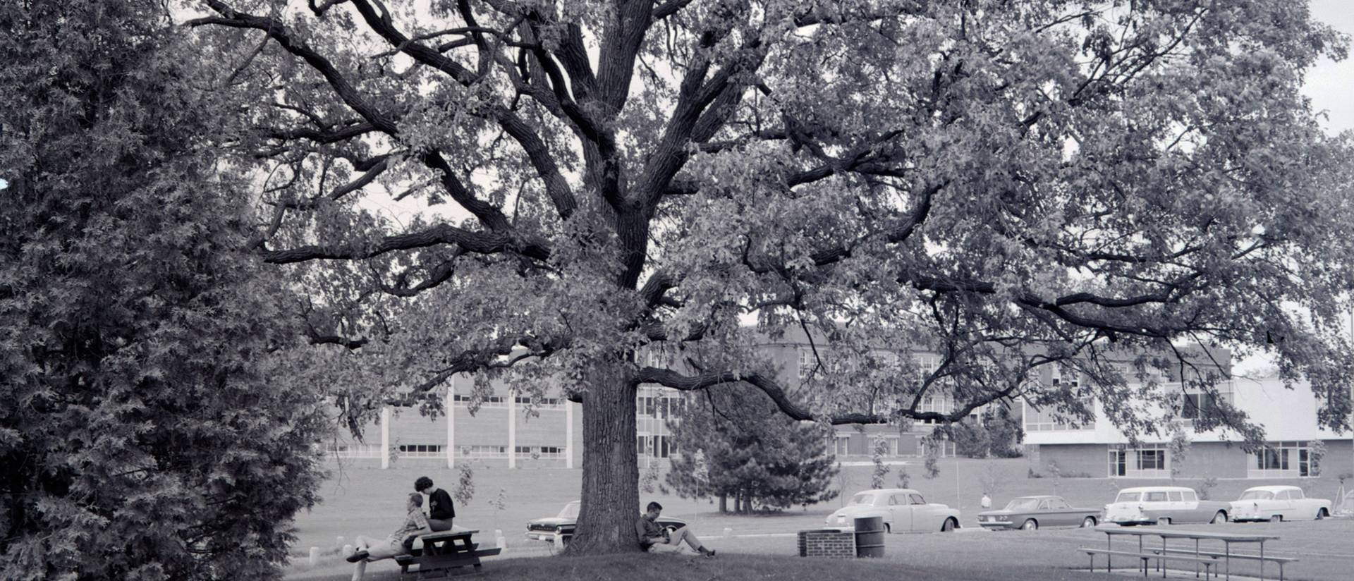 Council Oak tree at UW-Eau Claire 