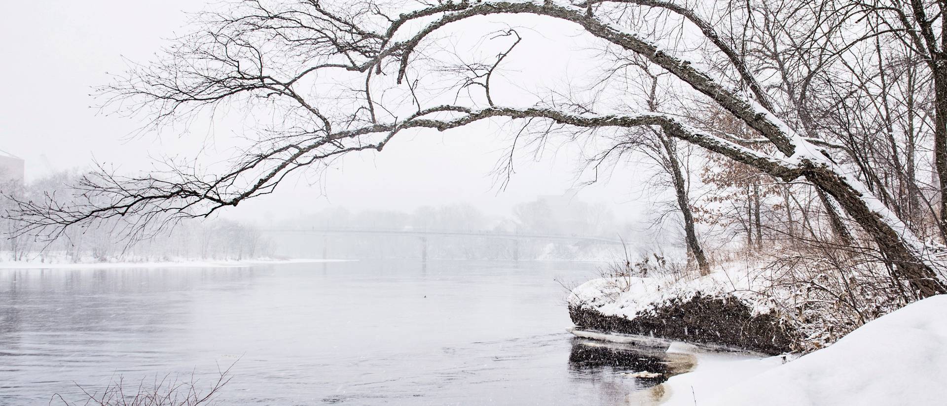 Snowy tree hanging over the Chippewa River
