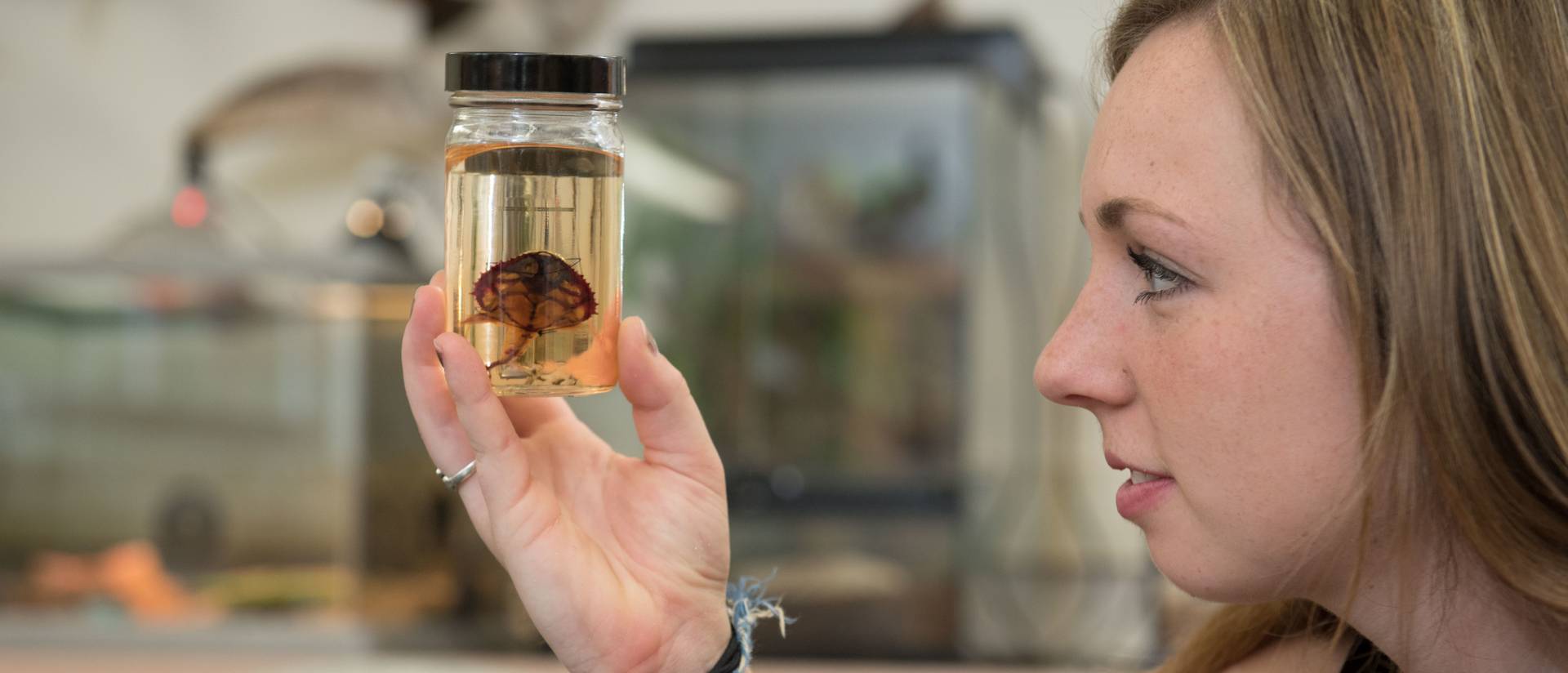 UWEC student looking at fish collection