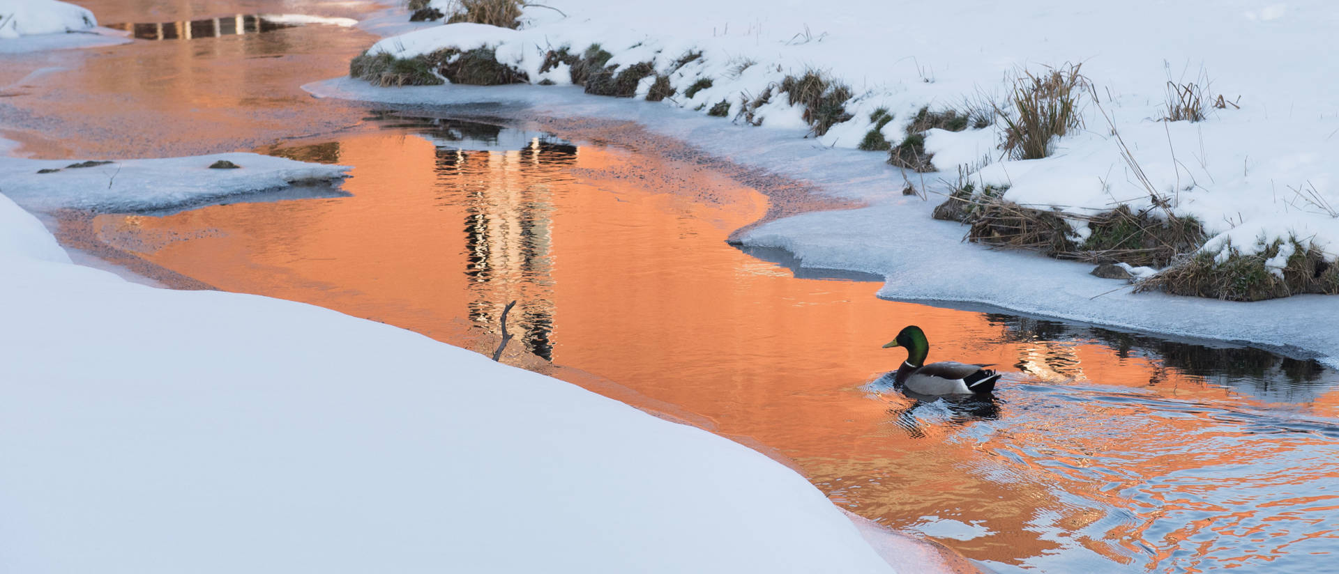 Duck during winter