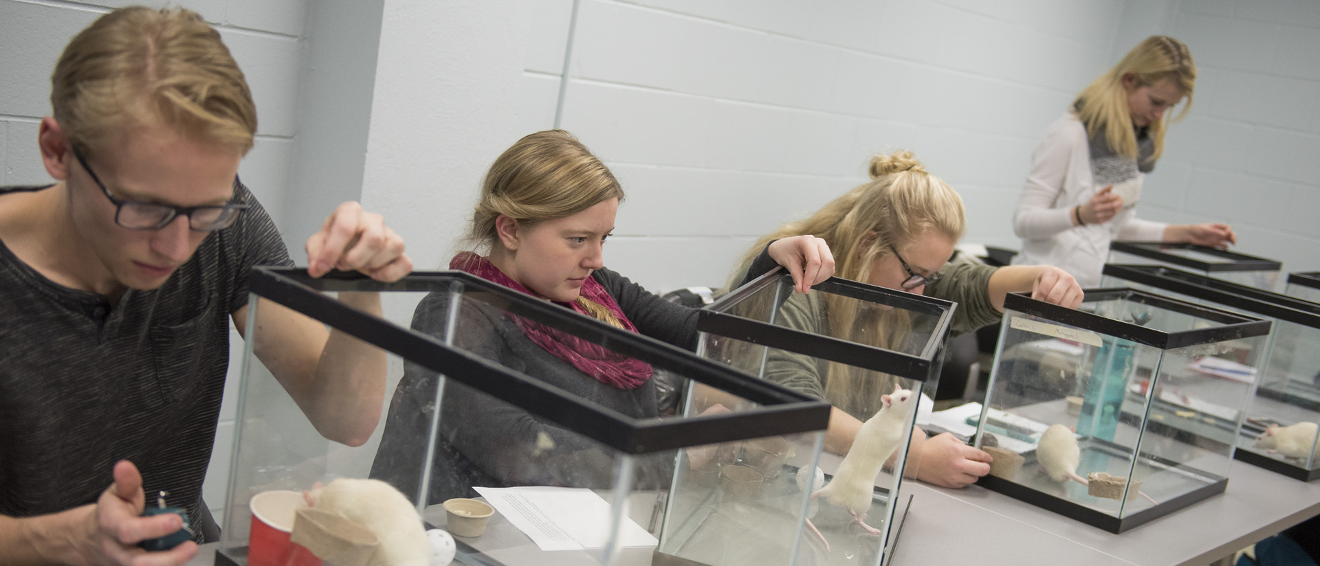 Students working with rats in class