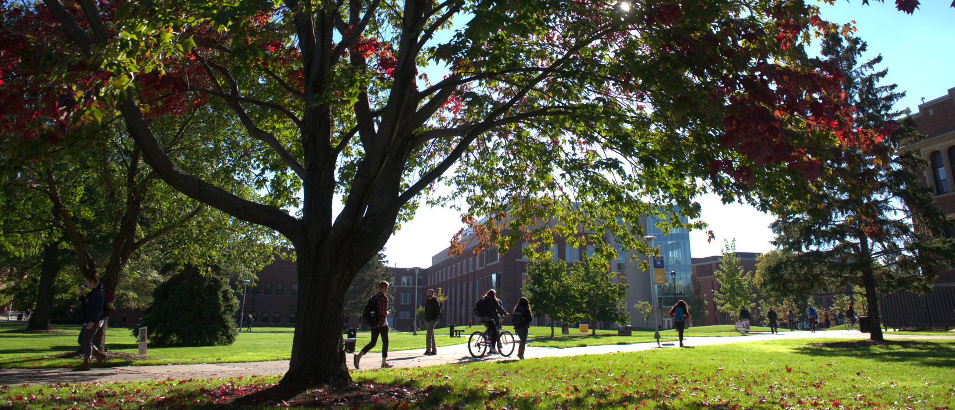 A tree on campus.