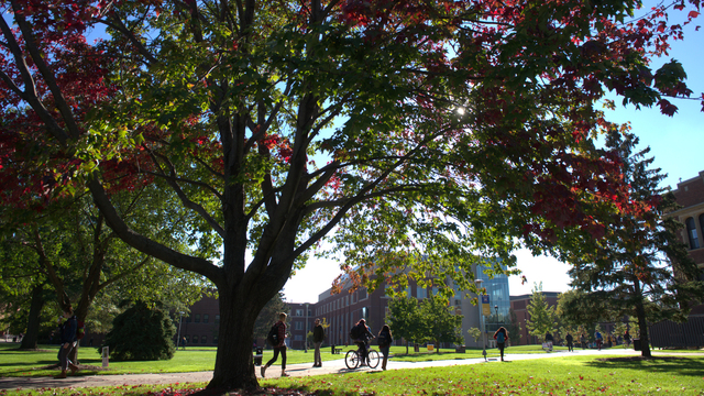 A tree on campus.