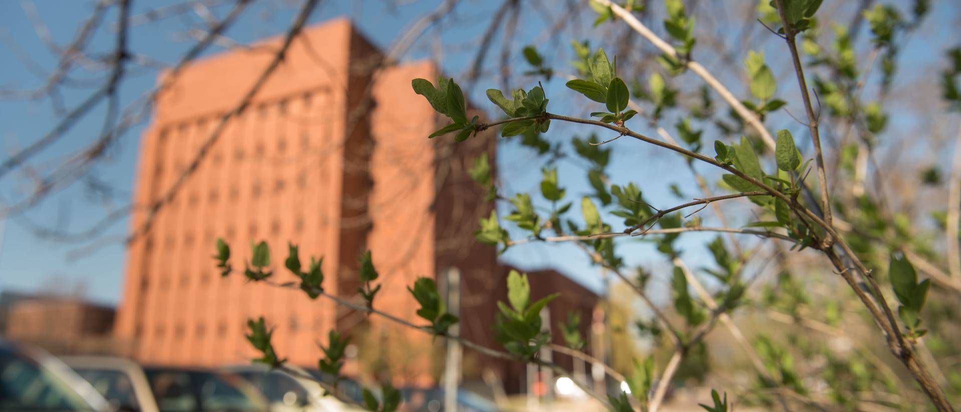 A close-up view of leaves with Hibbard Hall in the background.