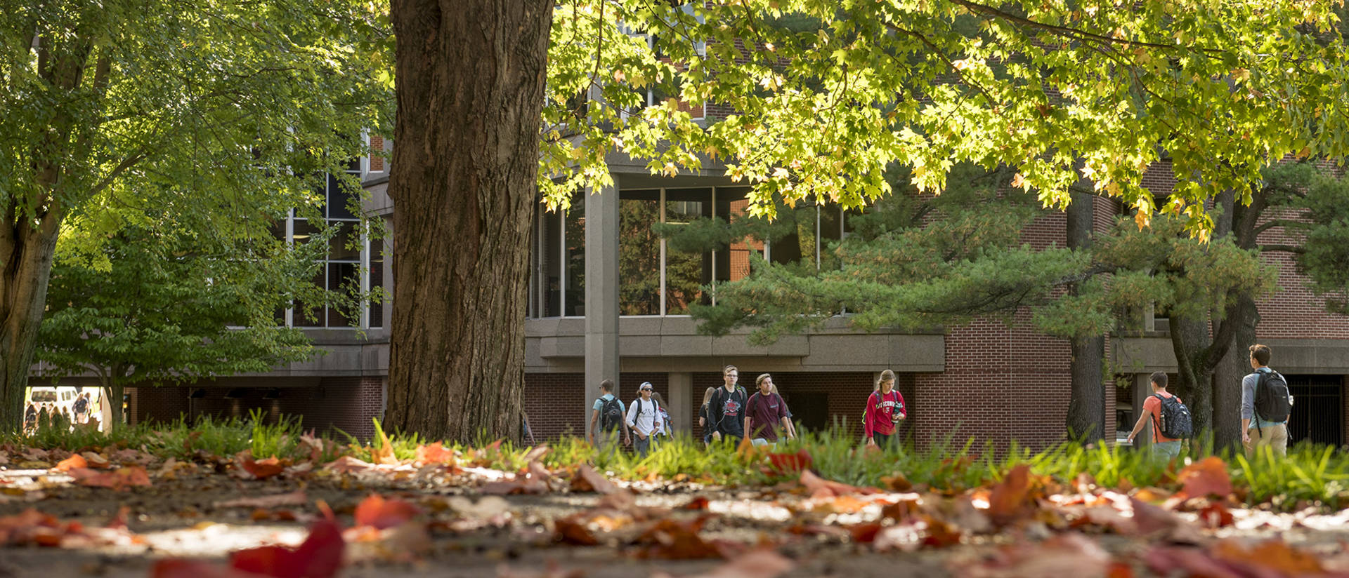 Fall leaves near McIntyre Library