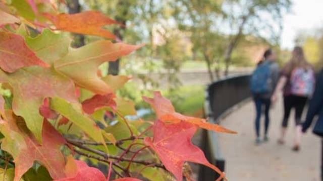 Fall leaves outside Davies Center