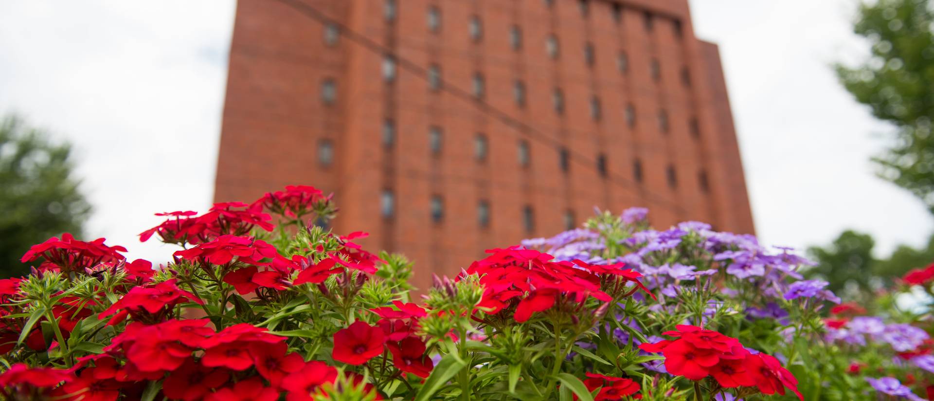 Close-up of red and purple flowers with Hibbard Hall in the background.