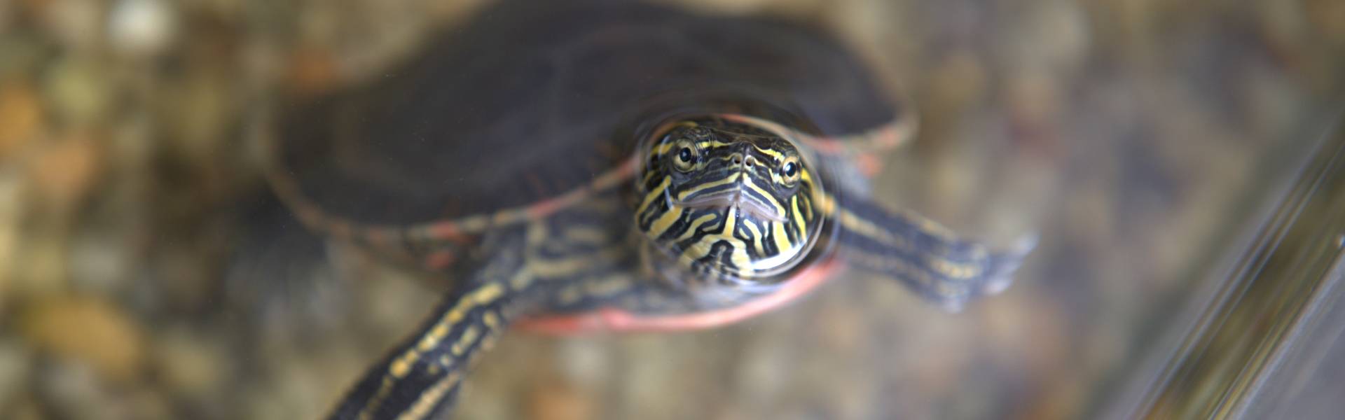 A turtle with yellow and black stripes sticks his face out of water.