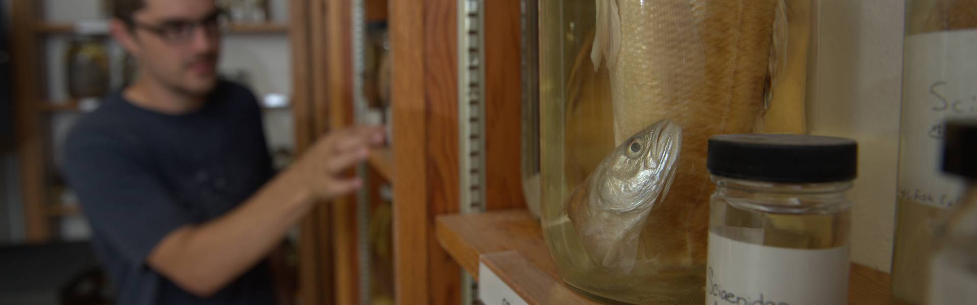 A fish specimen is displayed while a person views other specimens in the background.