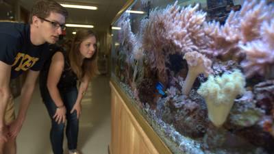 Two students crouch down and look at a fish tank in Phillips Hall.