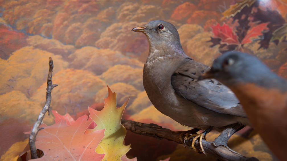 James Newman Clark Bird Museum Exhibit