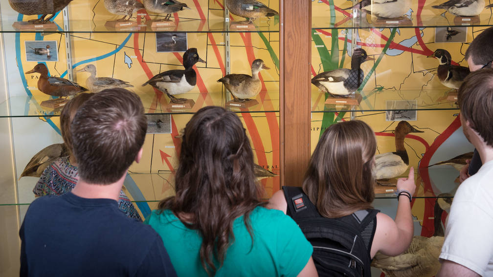 Biology students look at James Newman Clark Bird Museum exhibit
